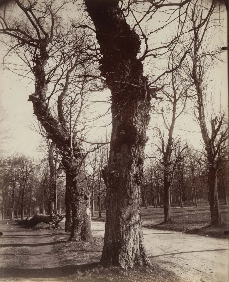 Saint-Cloud by Eugène Atget, photograph, 1919