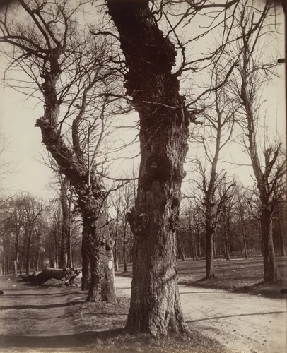 Saint-Cloud by Eugène Atget, photograph, 1919