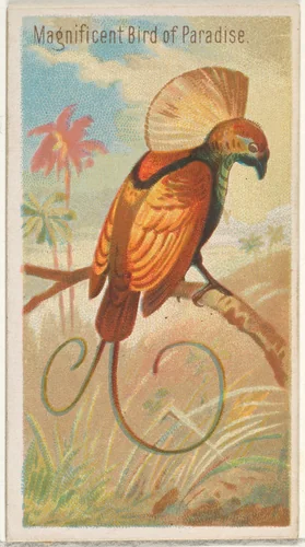 Magnificent Bird of Paradise, from the Birds of the Tropics series (N5) for Allen & Ginter Cigarettes Brands by Allen & Ginter, print, 1889