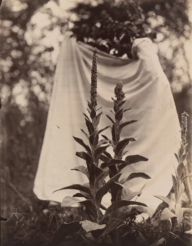 Bouillon blanc by Eugène Atget, photograph, 1899