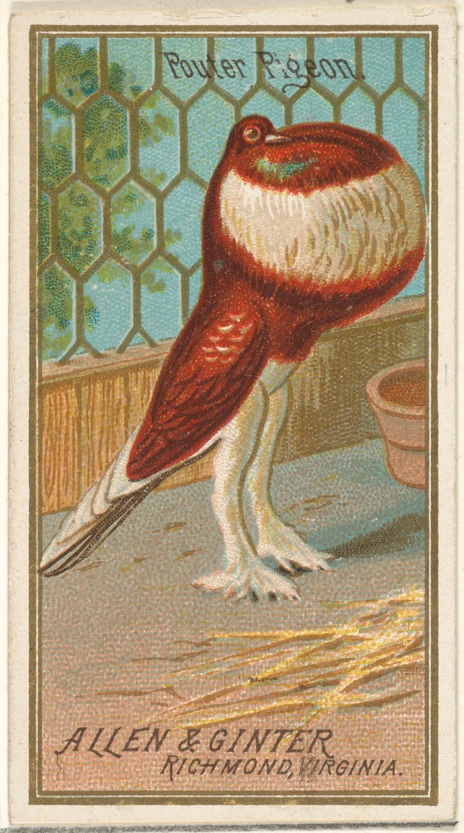 Pouter Pigeon, from the Birds of America series (N4) for Allen & Ginter Cigarettes Brands by Allen & Ginter, print, 1888