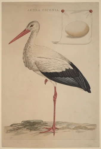 The White Stork by Jan Christiaan Sepp, print, 1739-1811