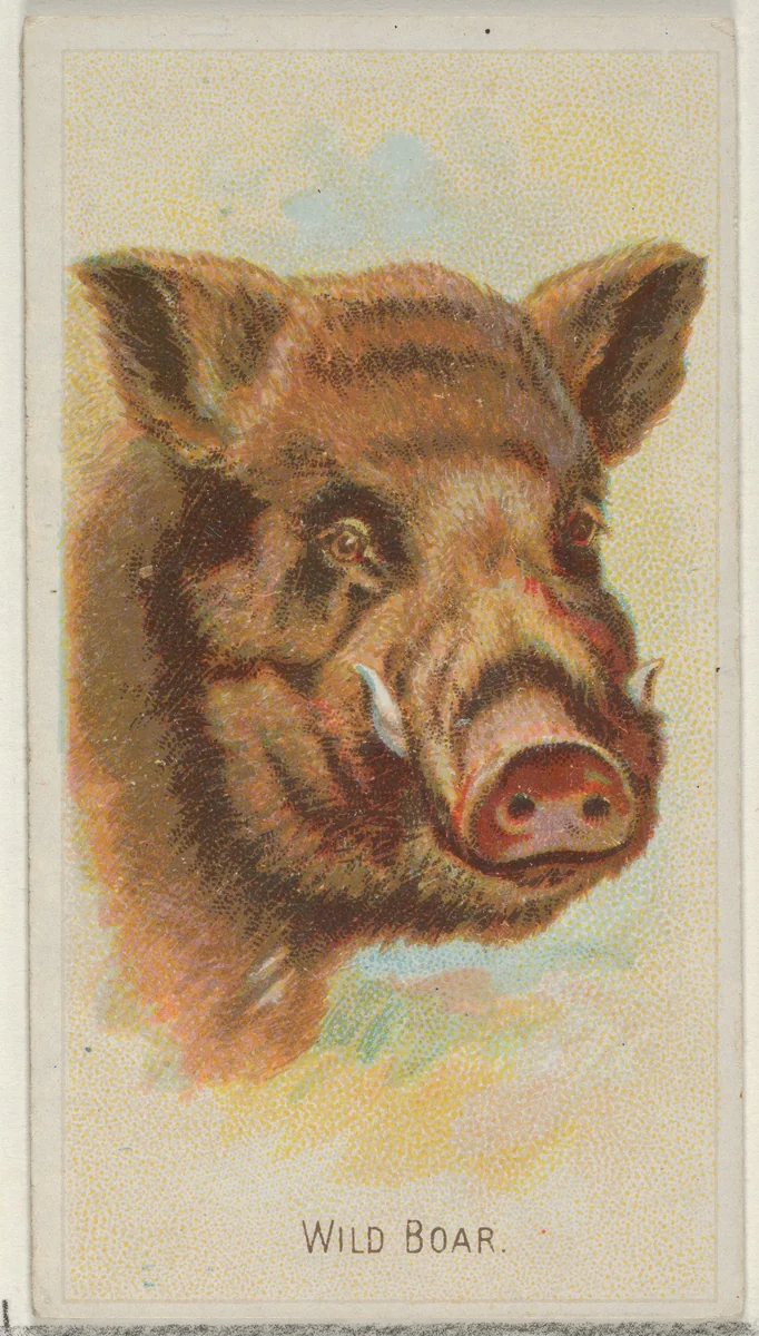 Wild Boar, from the Wild Animals of the World series (N25) for Allen & Ginter Cigarettes by Allen & Ginter, print, 1888