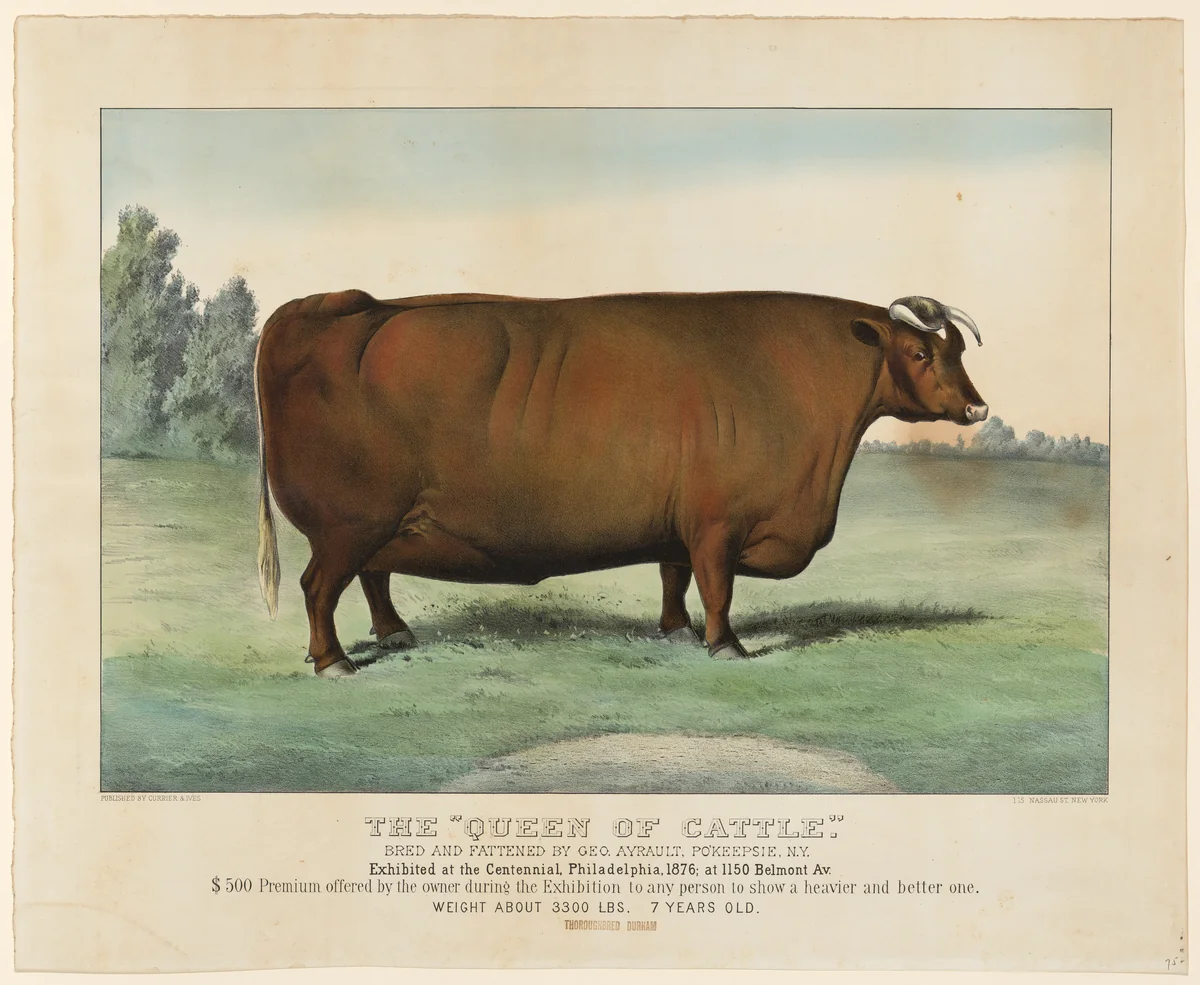 The "Queen of Cattle" Bred and Fattened by George Ayrault, Poughkeepsie, New York, Exhibited at the Centennial, Philadelphia, 1876 by Currier & Ives, print, 1876