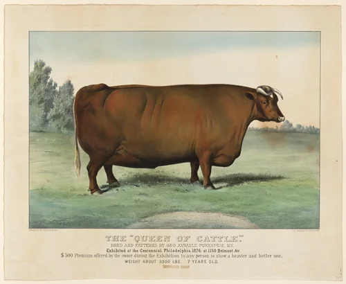 The "Queen of Cattle" Bred and Fattened by George Ayrault, Poughkeepsie, New York, Exhibited at the Centennial, Philadelphia, 1876 by Currier & Ives, print, 1876
