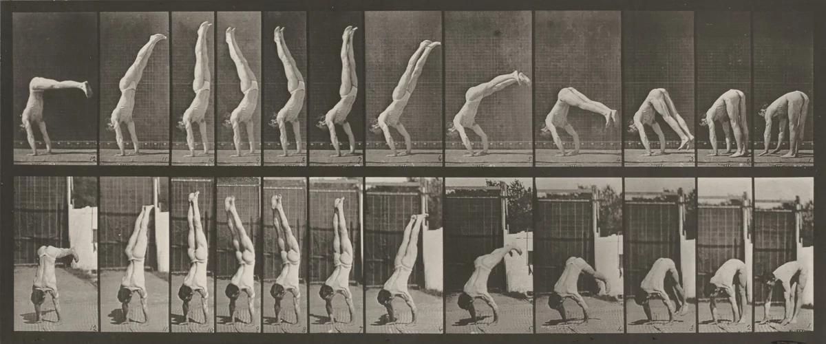 Plate Number 371. Acrobat, vertical "press up" by Eadweard Muybridge, photograph, 1887