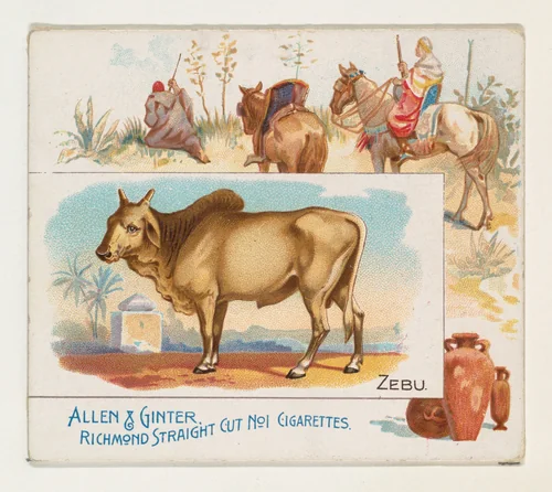 Zebu, from Quadrupeds series (N41) for Allen & Ginter Cigarettes by Allen & Ginter, print, 1890