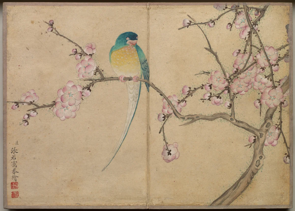 Desk Album: Flower and Bird Paintings (Bird with Plum Blossoms) by Zhang Ruoai, painting, 1700-1799