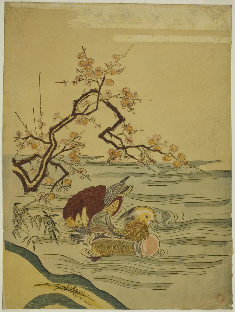 Mandarin Ducks Swimming under Plum Branch by Isoda Koryusai, print, 1759-1780