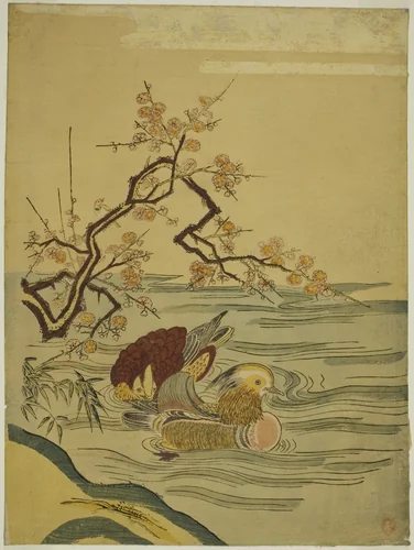 Mandarin Ducks Swimming under Plum Branch by Isoda Koryusai, print, 1759-1780