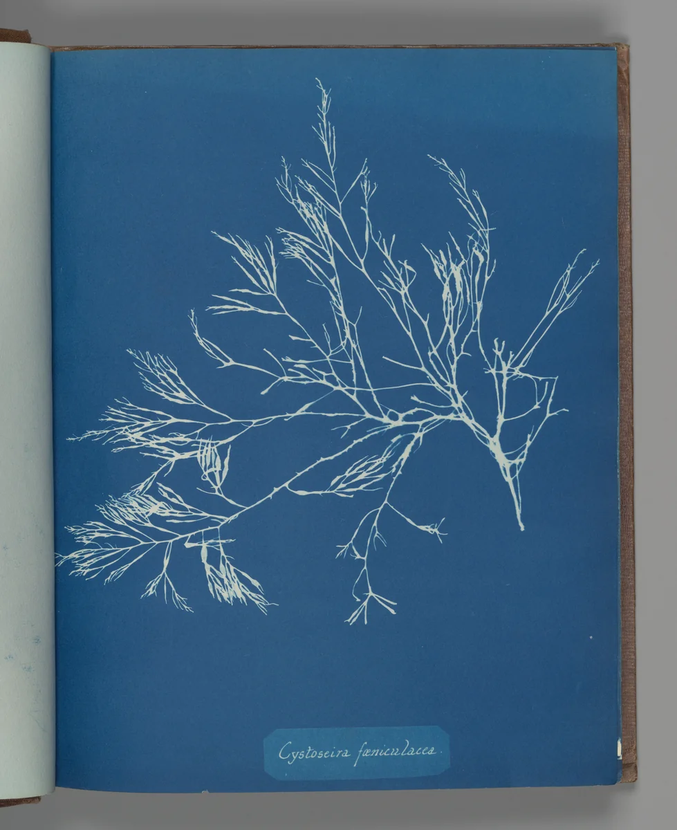 Cystoseira fæniculacea by Anna Atkins, photograph, 1851-1855
