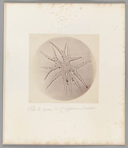 [Untitled] by Auguste-Adolphe Bertsch, photograph, 1853-1857