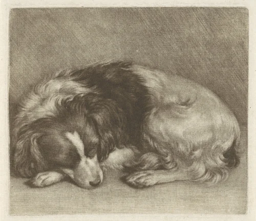 Slapende hond, mogelijk een spaniël by Jan Verkolje, print, 1660-1693