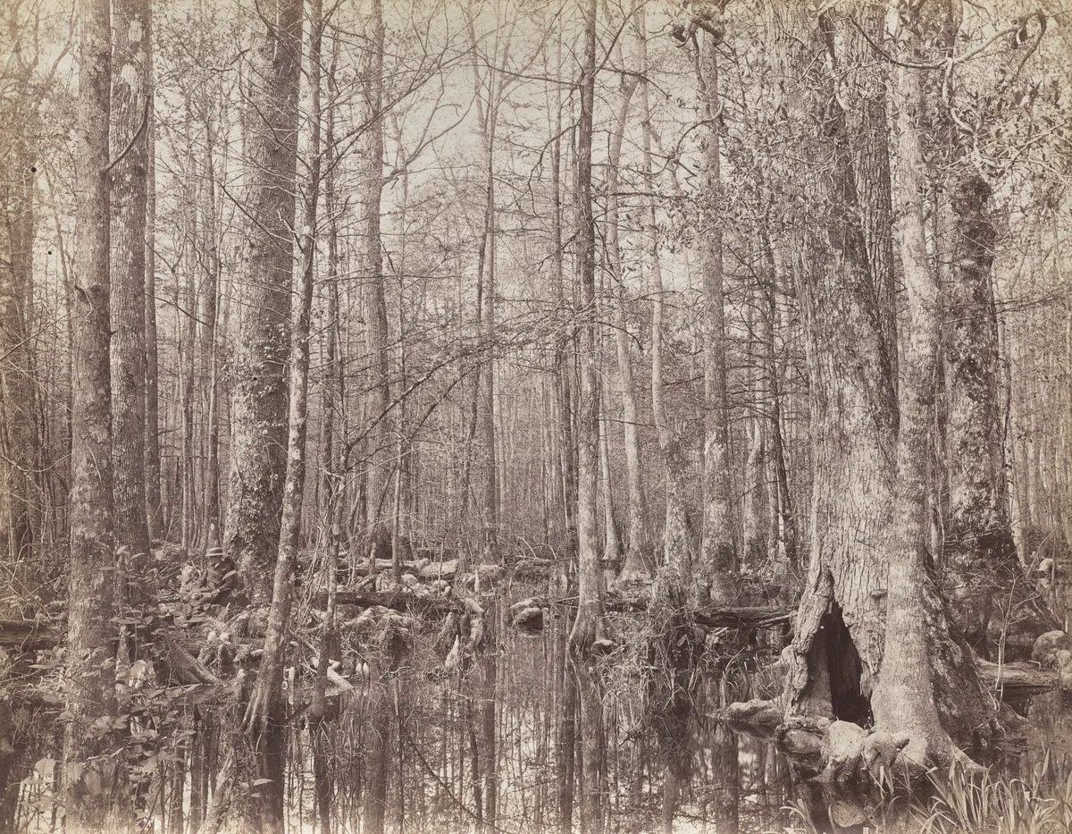 Great Dismal Swamp, Virginia by Israel Cook Russell, photograph, 1867-1890