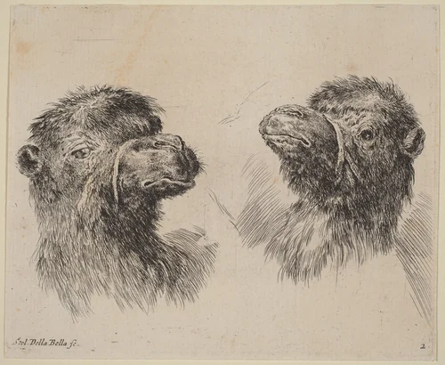 Two Camel Heads by Stefano della Bella, print, 1649