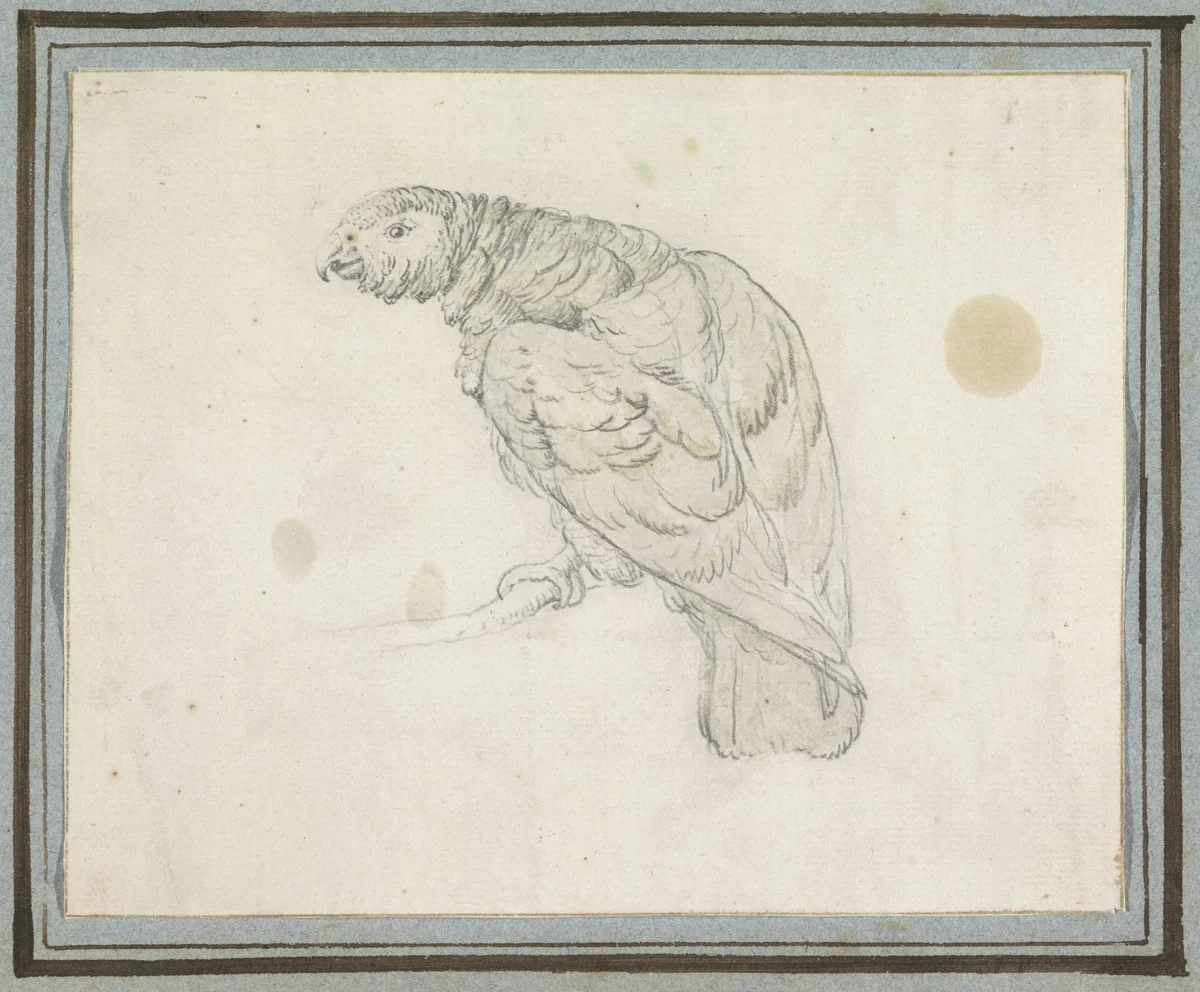 Papegaai by Peter Casteels, drawing, 1694-1749