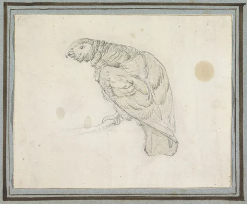 Papegaai by Peter Casteels, drawing, 1694-1749