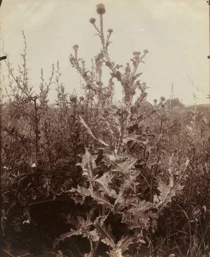 Chardons by Eugène Atget, photograph, 1919