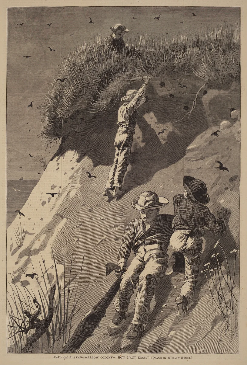 Raid on a Sand-Swallow Colony - "How Many Eggs?" by Winslow Homer, print, 1874