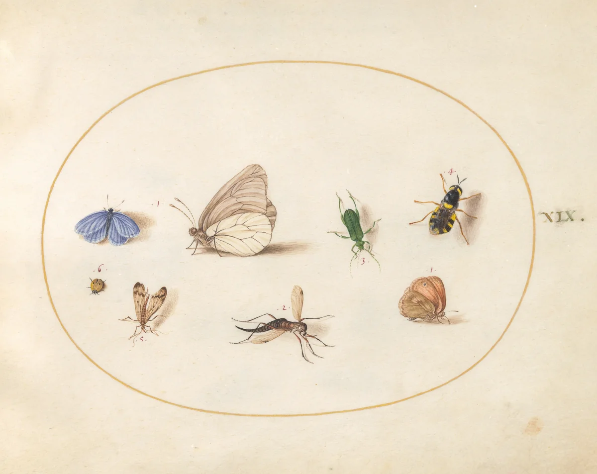 Plate 19: Two Butterflies with Five Other Insects by Joris Hoefnagel, drawing, 1570-1599