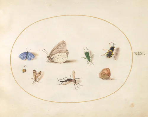 Plate 19: Two Butterflies with Five Other Insects by Joris Hoefnagel, drawing, 1570-1599