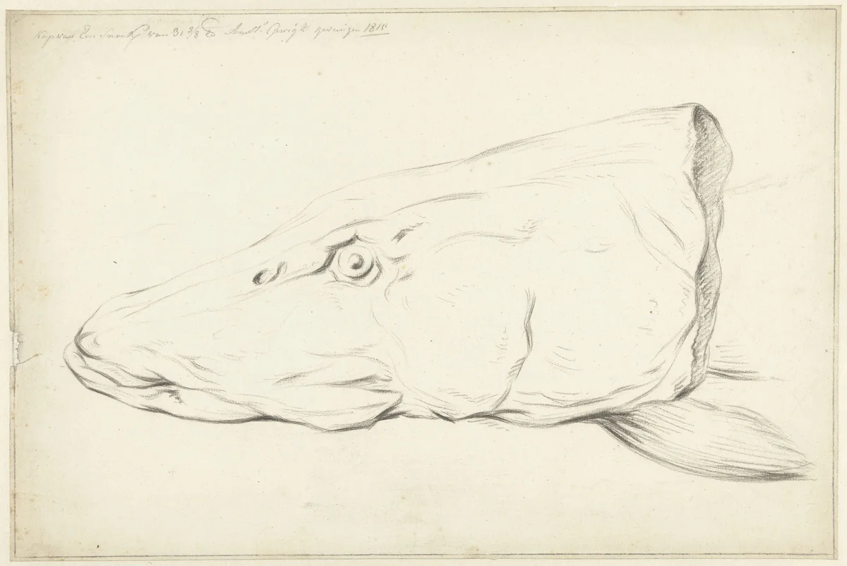 Kop van een snoek by Jean Bernard, drawing, 1815