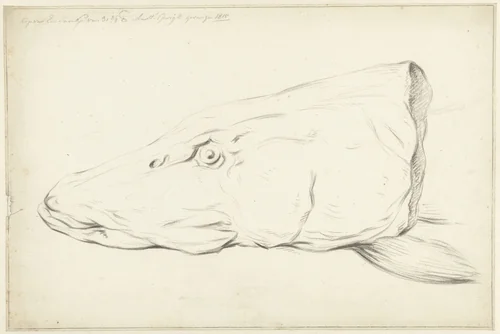 Kop van een snoek by Jean Bernard, drawing, 1815