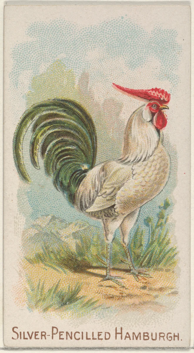 Silver-Pencilled Hamburgh, from the Prize and Game Chickens series (N20) for Allen & Ginter Cigarettes by Allen & Ginter, print, 1891