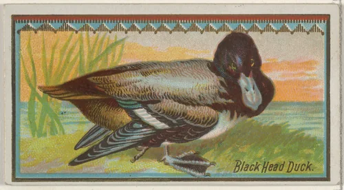 Black Head Duck, from the Game Birds series (N13) for Allen & Ginter Cigarettes Brands by Allen & Ginter, print, 1889