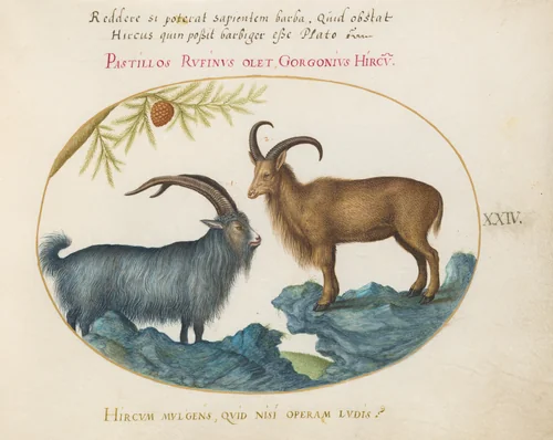 Plate 24: A Wild Goat and a Barbary Sheep(?) by Joris Hoefnagel, drawing, 1570-1599