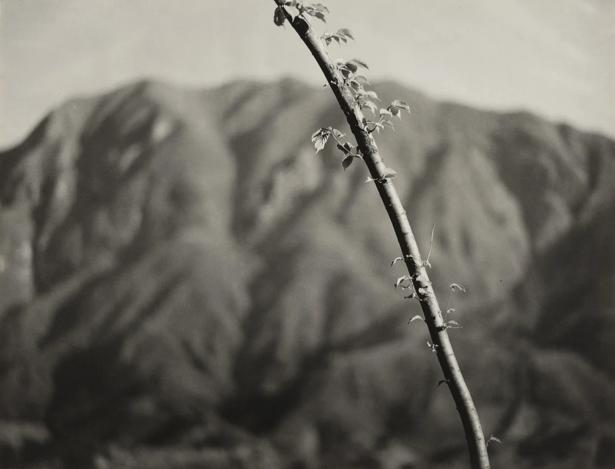 Early Summer by Fukuhara Roso (福原 路草), photograph, 1941