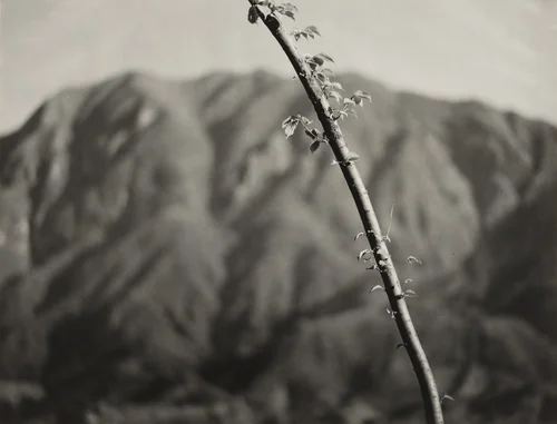 Early Summer by Fukuhara Roso (福原 路草), photograph, 1941
