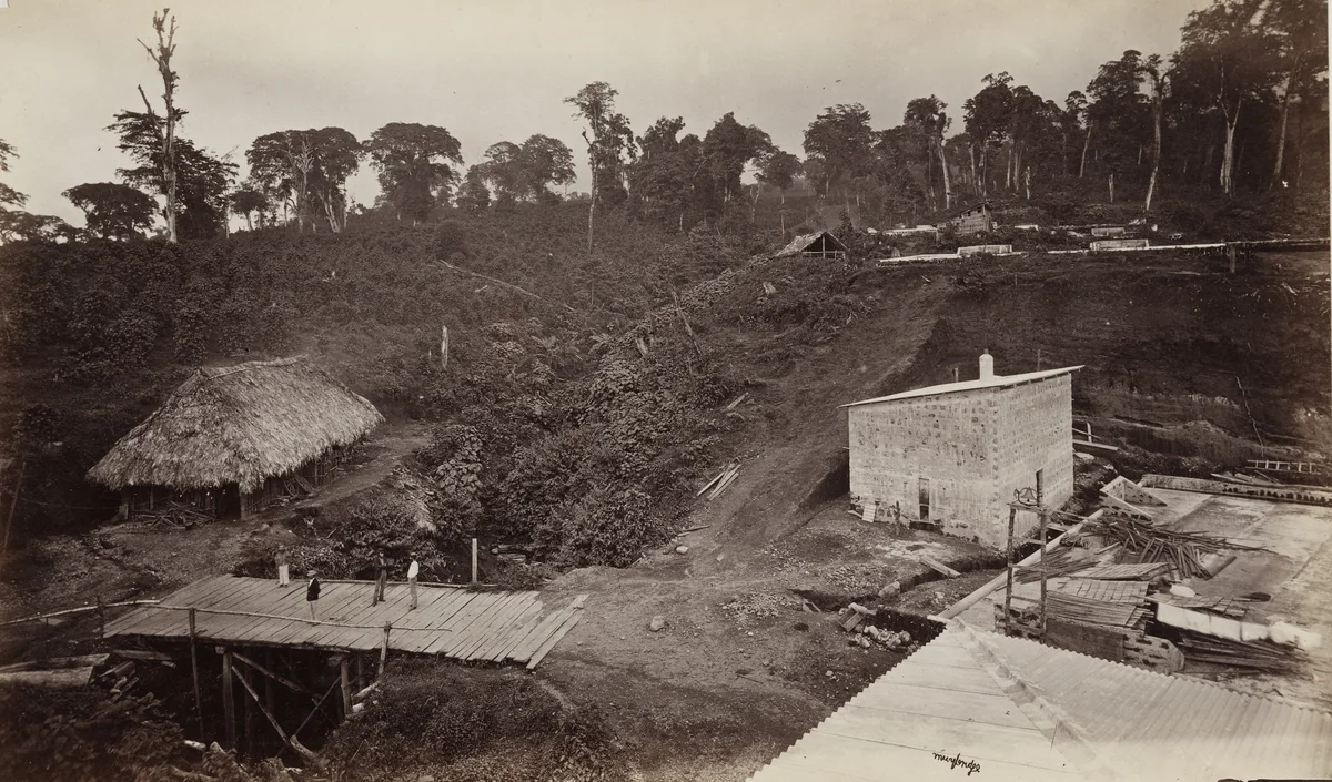 Coffee Plantation, Las Nubes by Eadweard Muybridge, photograph, 1875