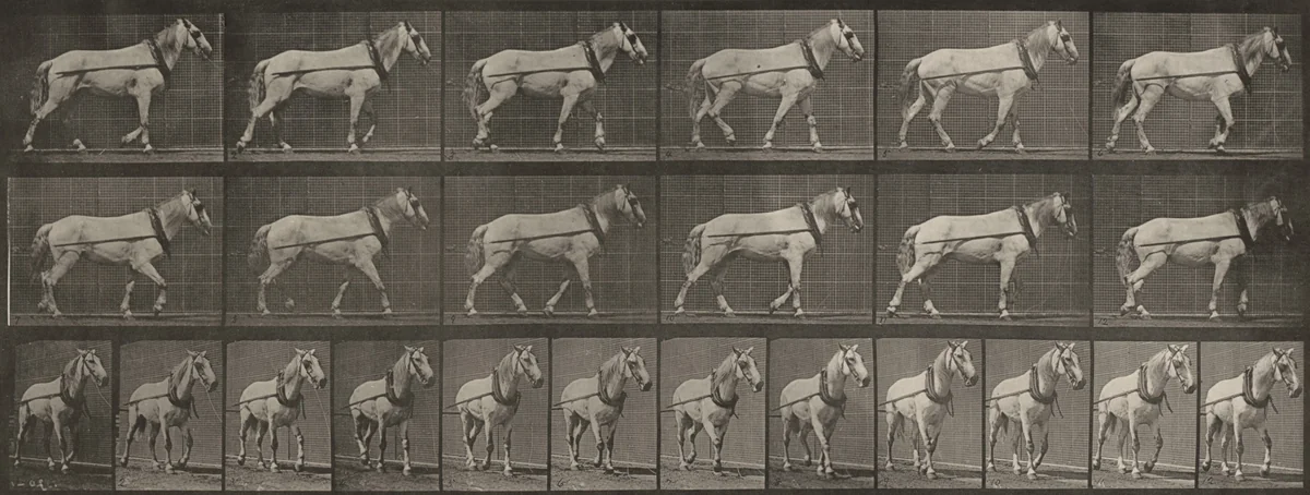 Plate Number 571. "Johnson" hauling by Eadweard Muybridge, photograph, 1887