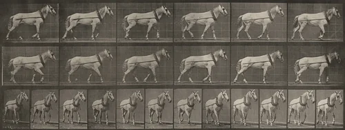 Plate Number 571. "Johnson" hauling by Eadweard Muybridge, photograph, 1887