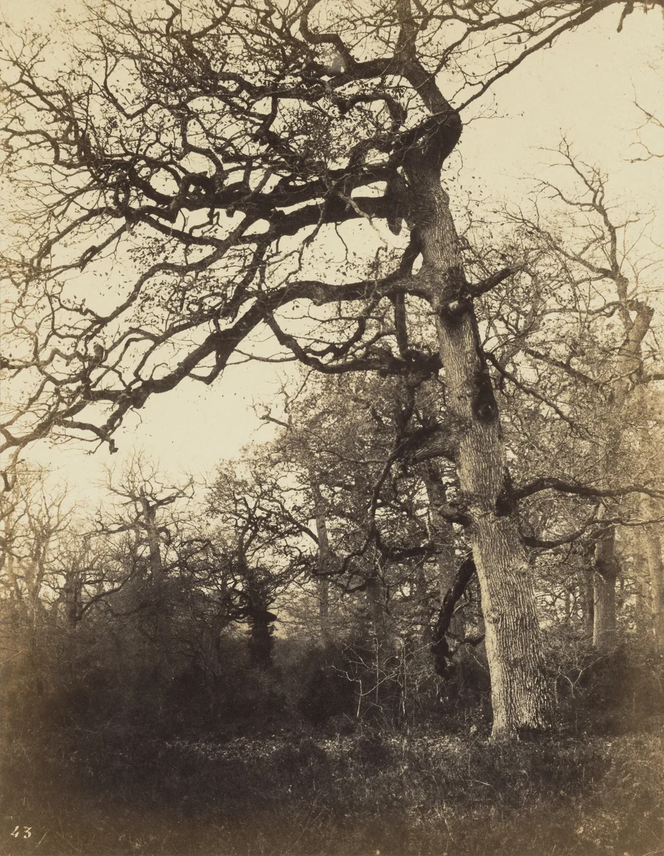 Untitled by Eugène Cuvelier, photograph, 1860