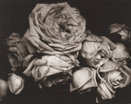 Heavy Roses, Voulangis, France by Edward Steichen, photograph, 1914