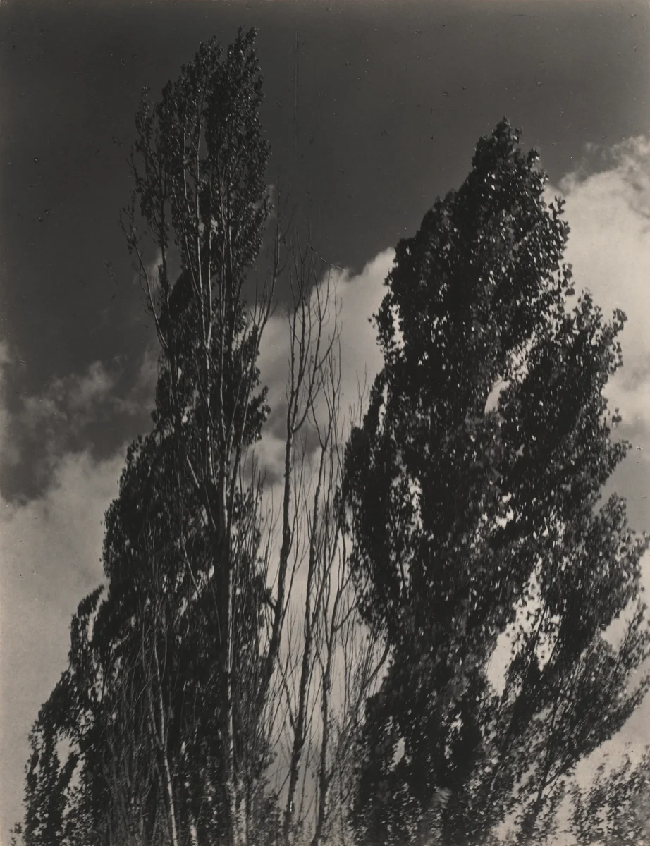 Poplars—Lake George by Alfred Stieglitz, photograph, 1931