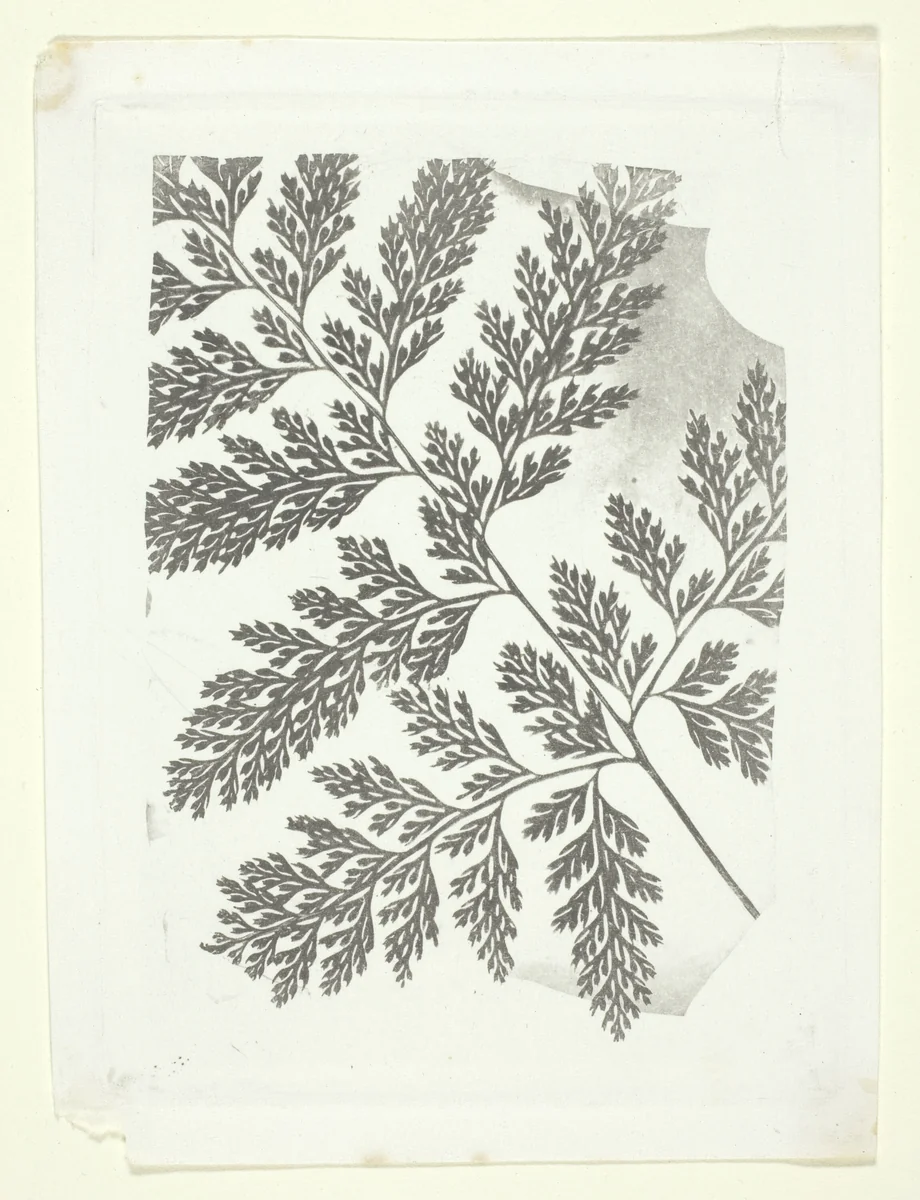 Branch of a Fern by William Henry Fox Talbot, print, 1848-1863