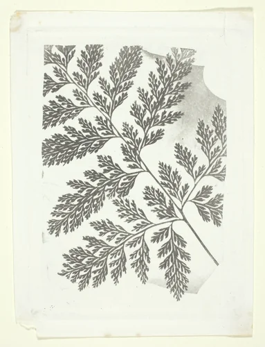 Branch of a Fern by William Henry Fox Talbot, print, 1848-1863