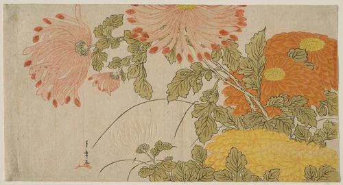 Chrysanthemums by Katsukawa Shunsho (勝川 春章), print, 1780-1784