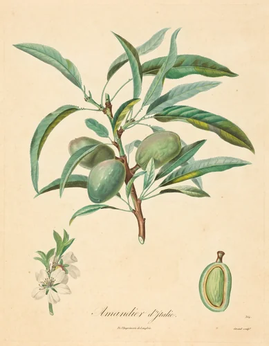 Amandier d'Italie by A. Poiteau, print, 1800-1899