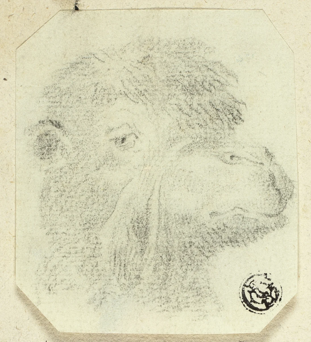 Camel's Head Facing Right by Unknown Artist, drawing, 1800-1899