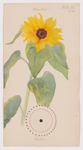 Helianthus annuus (Common Sunflower). Sheet 27 from the portfolio Nature Studies by Hilma af Klint, drawing, 1919