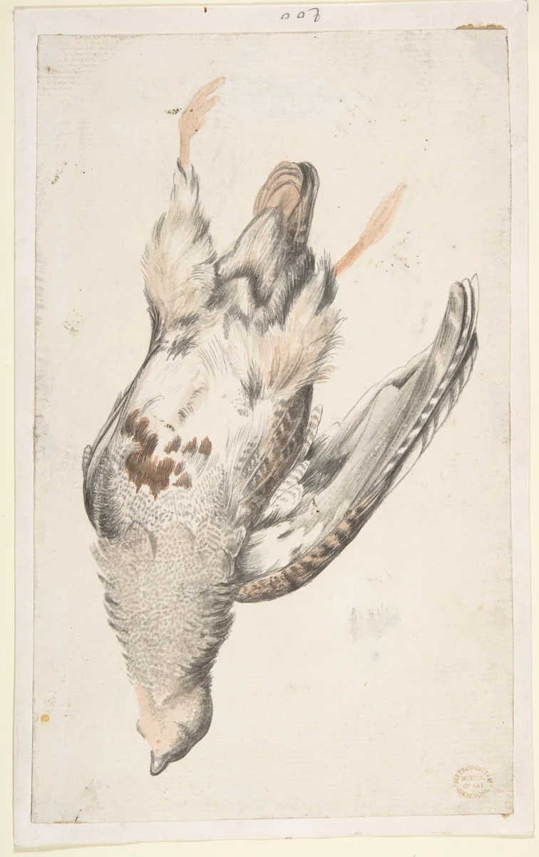 A Dead Bird (Quail?) Seen from Below by Count Giorgio Durante, drawing, 1685-1755