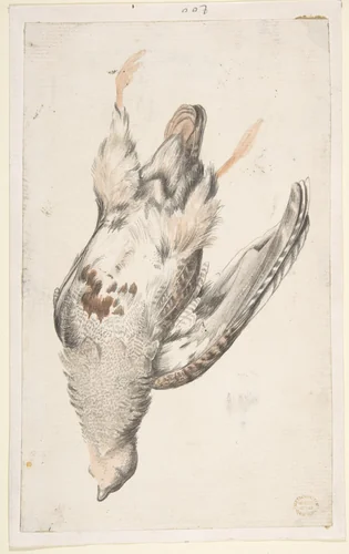 A Dead Bird (Quail?) Seen from Below by Count Giorgio Durante, drawing, 1685-1755