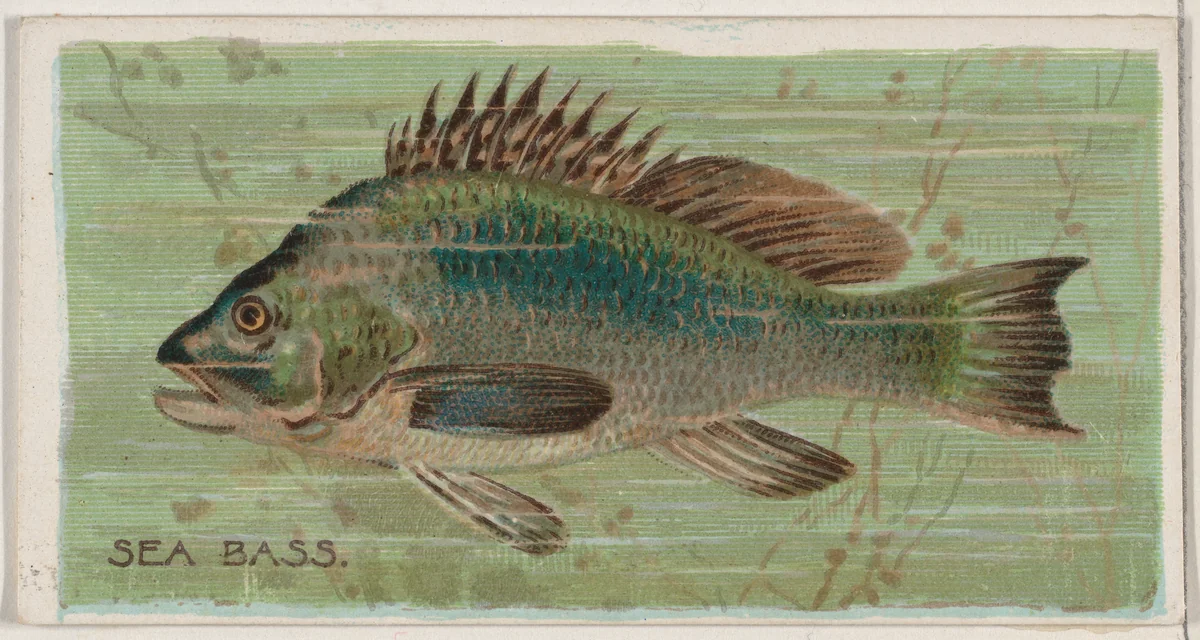 Sea Bass, from the series Fishers and Fish (N74) for Duke brand cigarettes by Knapp & Company, print, 1888