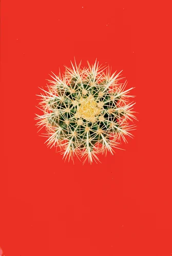 Cactus Blood by Andres Serrano, photograph, 1987