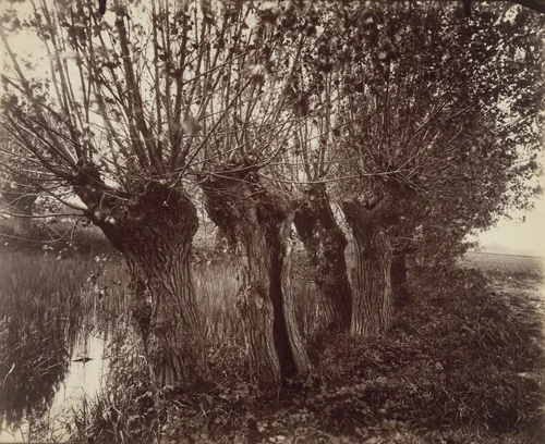 Saules by Eugène Atget, photograph, 1919