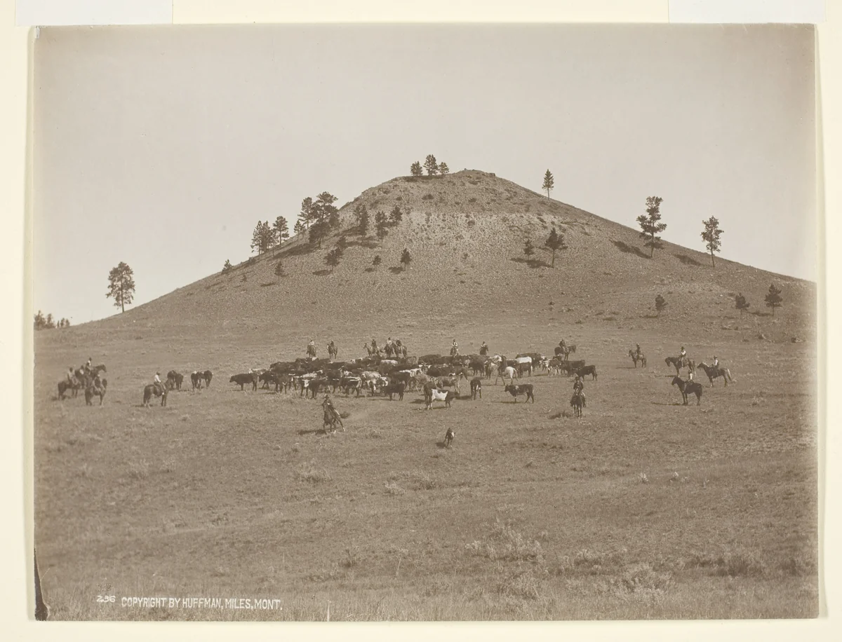 Working a little bunch in the hills by Laton Alton Huffman, photograph, 1895-1905
